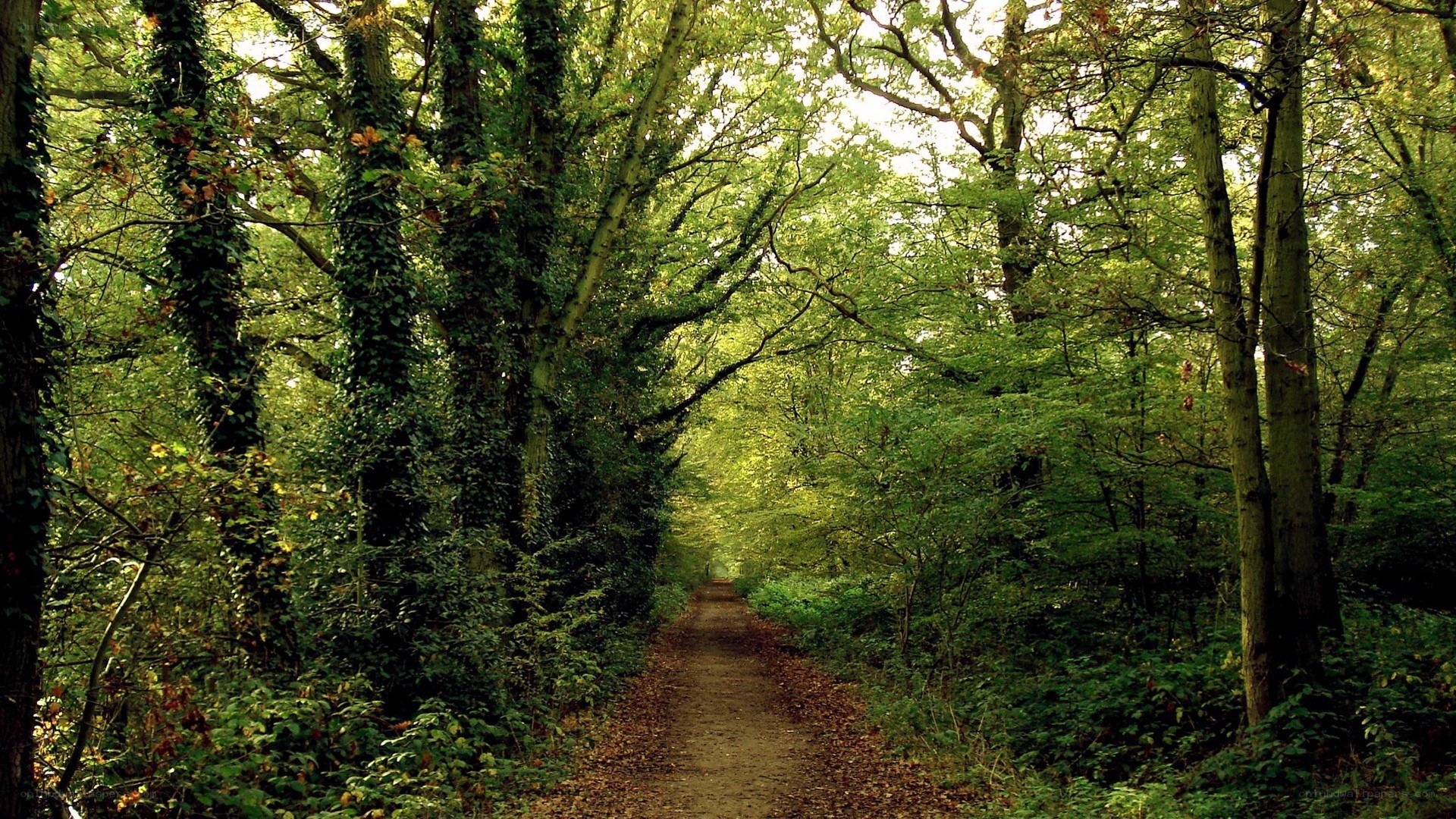 Forest path in autumn