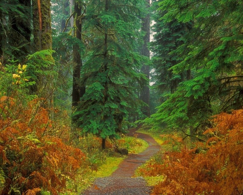 Forest path in autumn