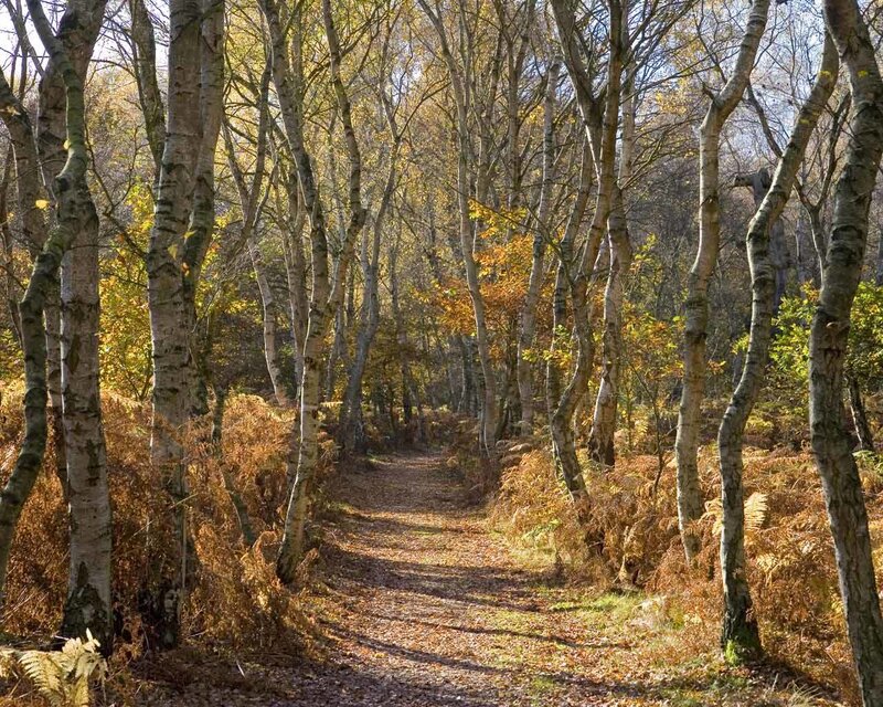 Forest path in autumn