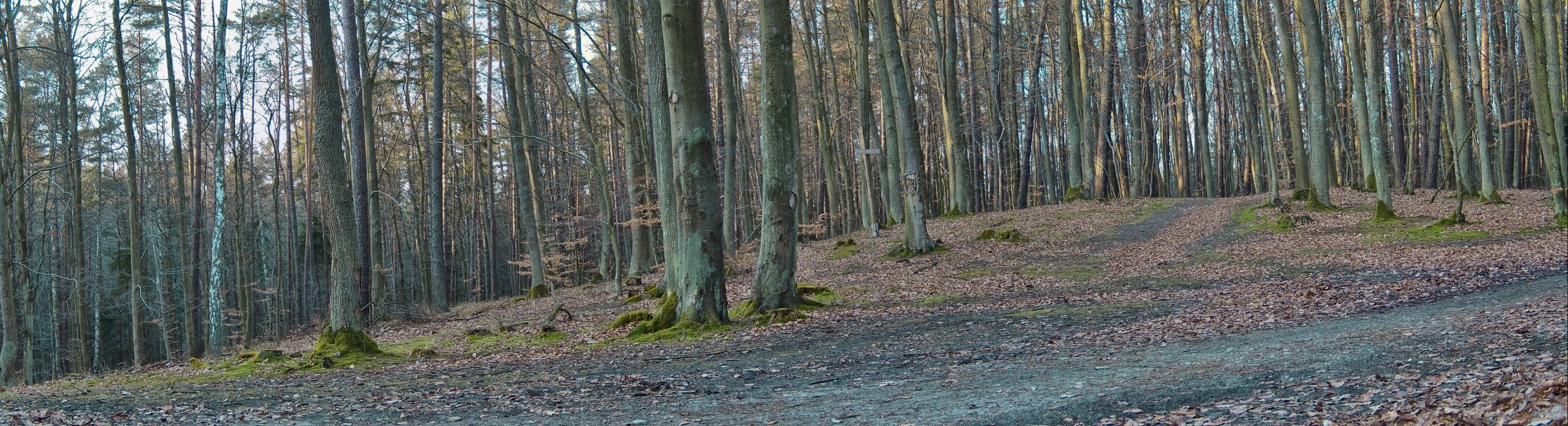 forest path in autumn