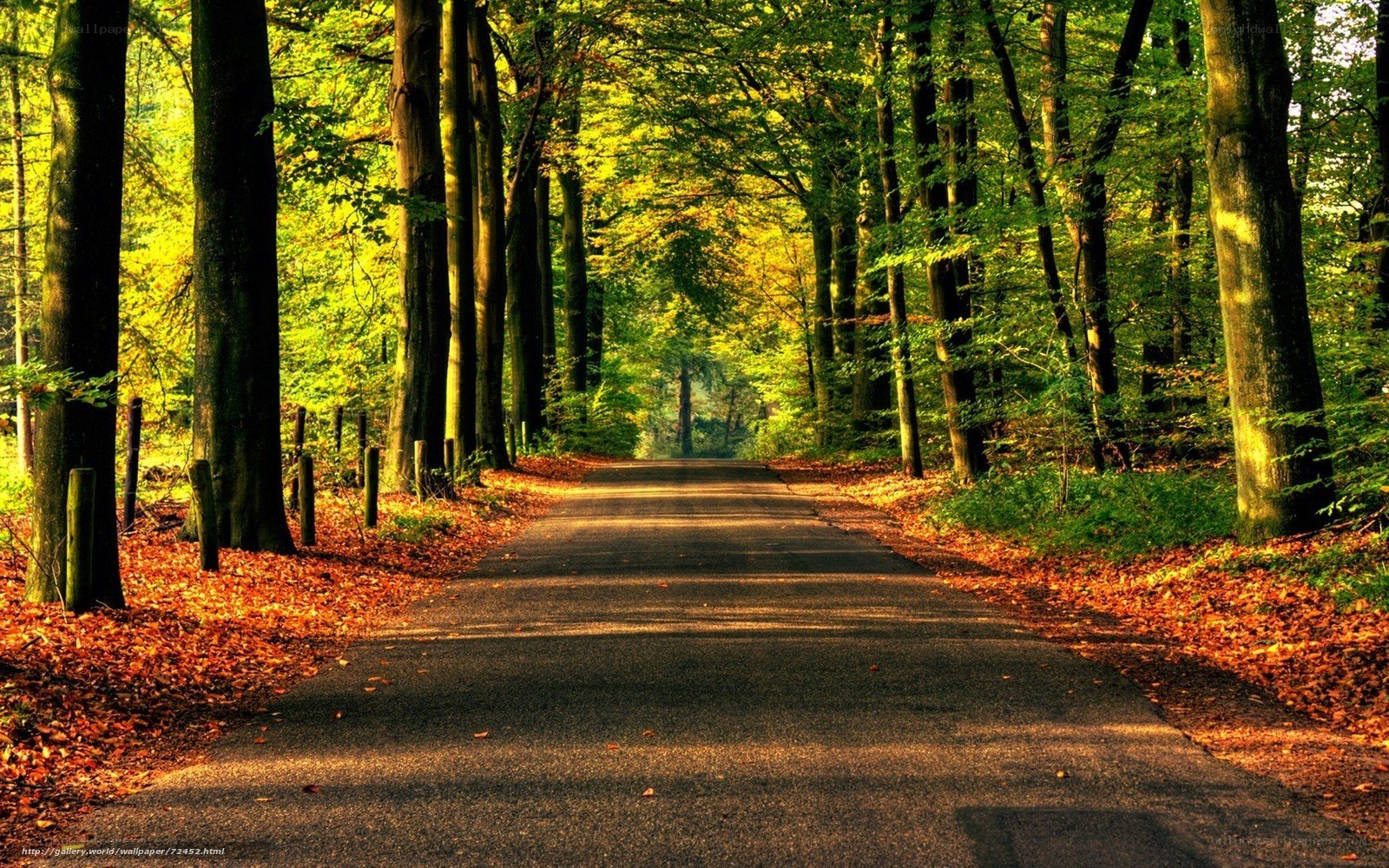Forest path in autumn