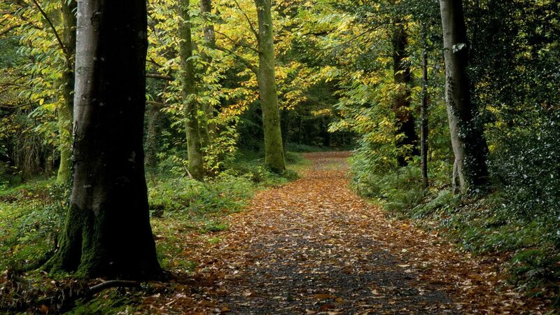 Forest path in autumn