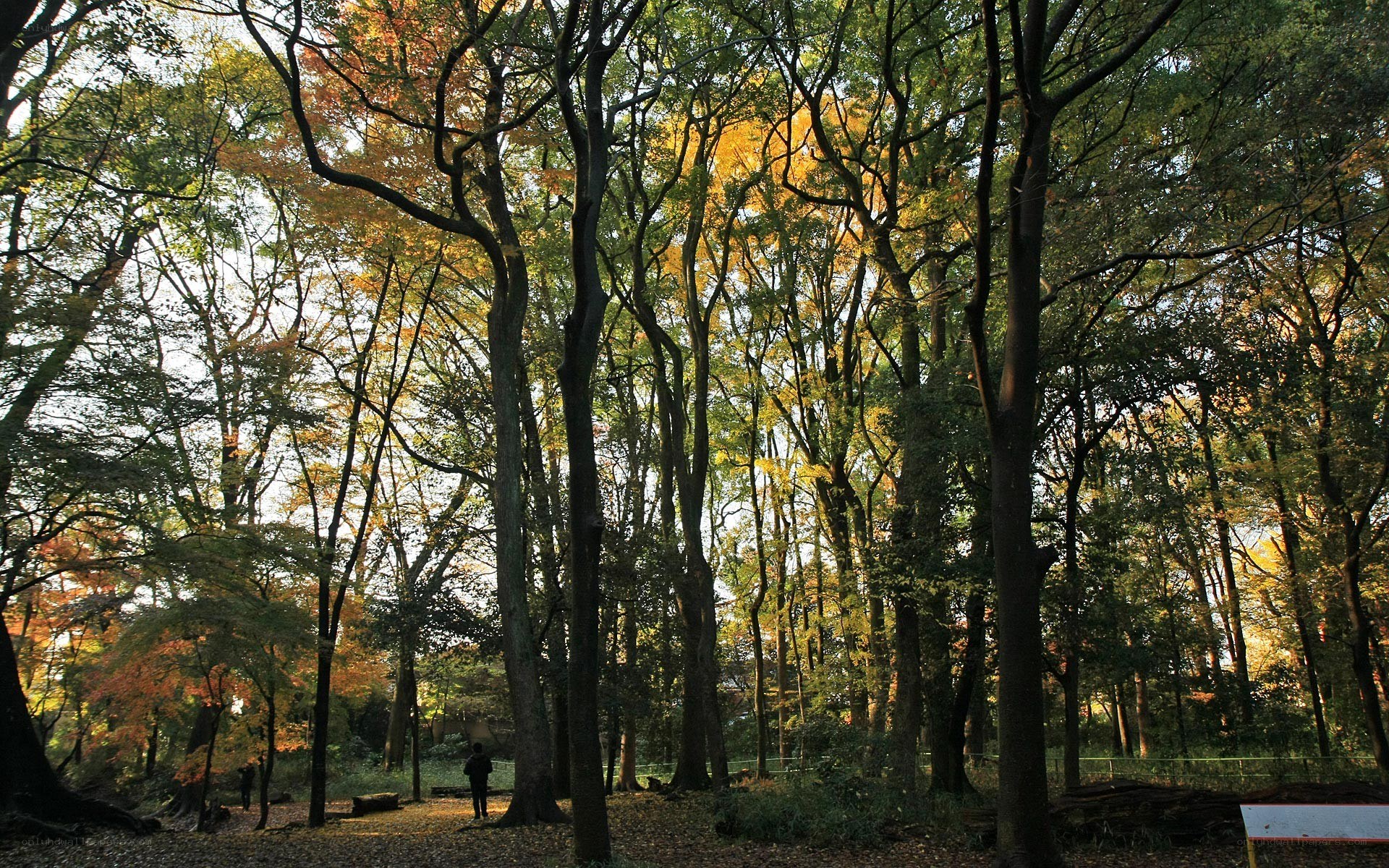 Forest path in autumn
