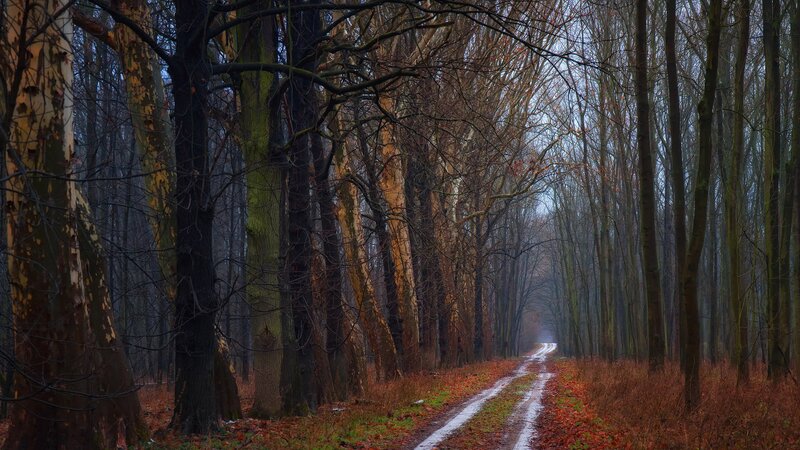 Forest path in autumn