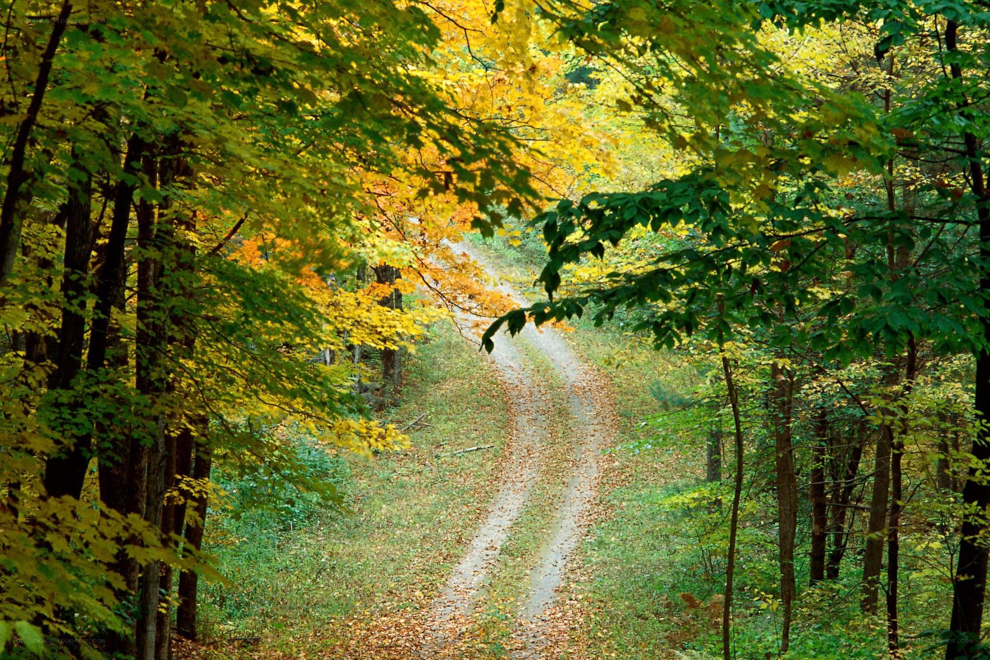 Forest path in autumn