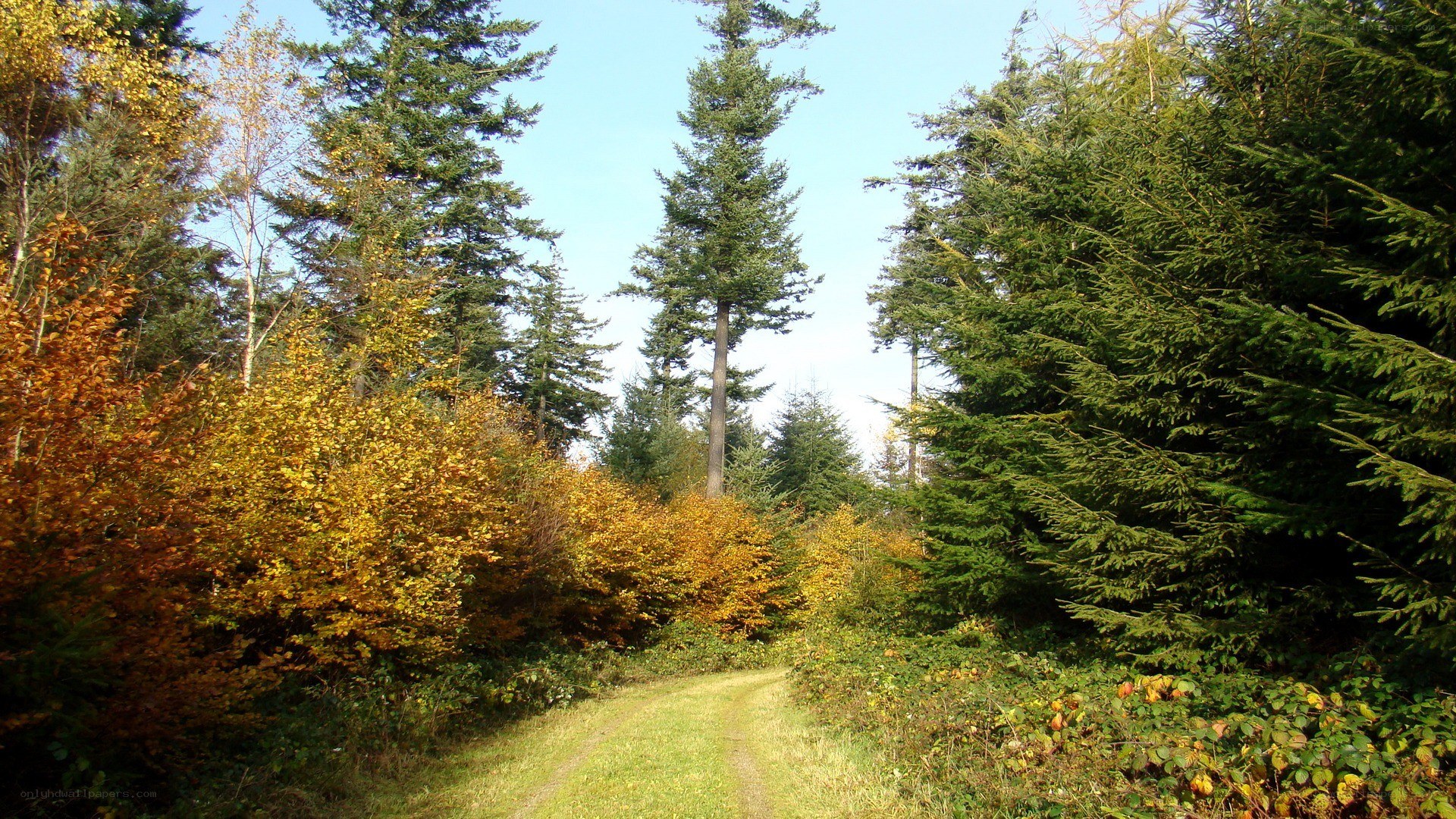 Forest path in autumn