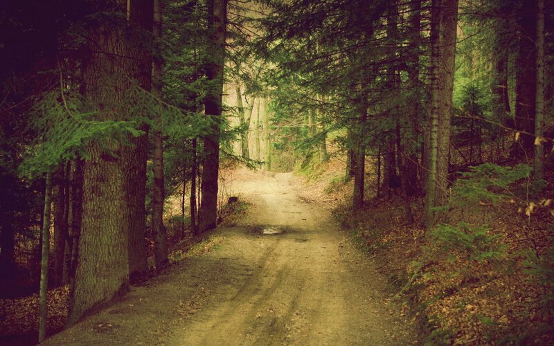 forest path in autumn