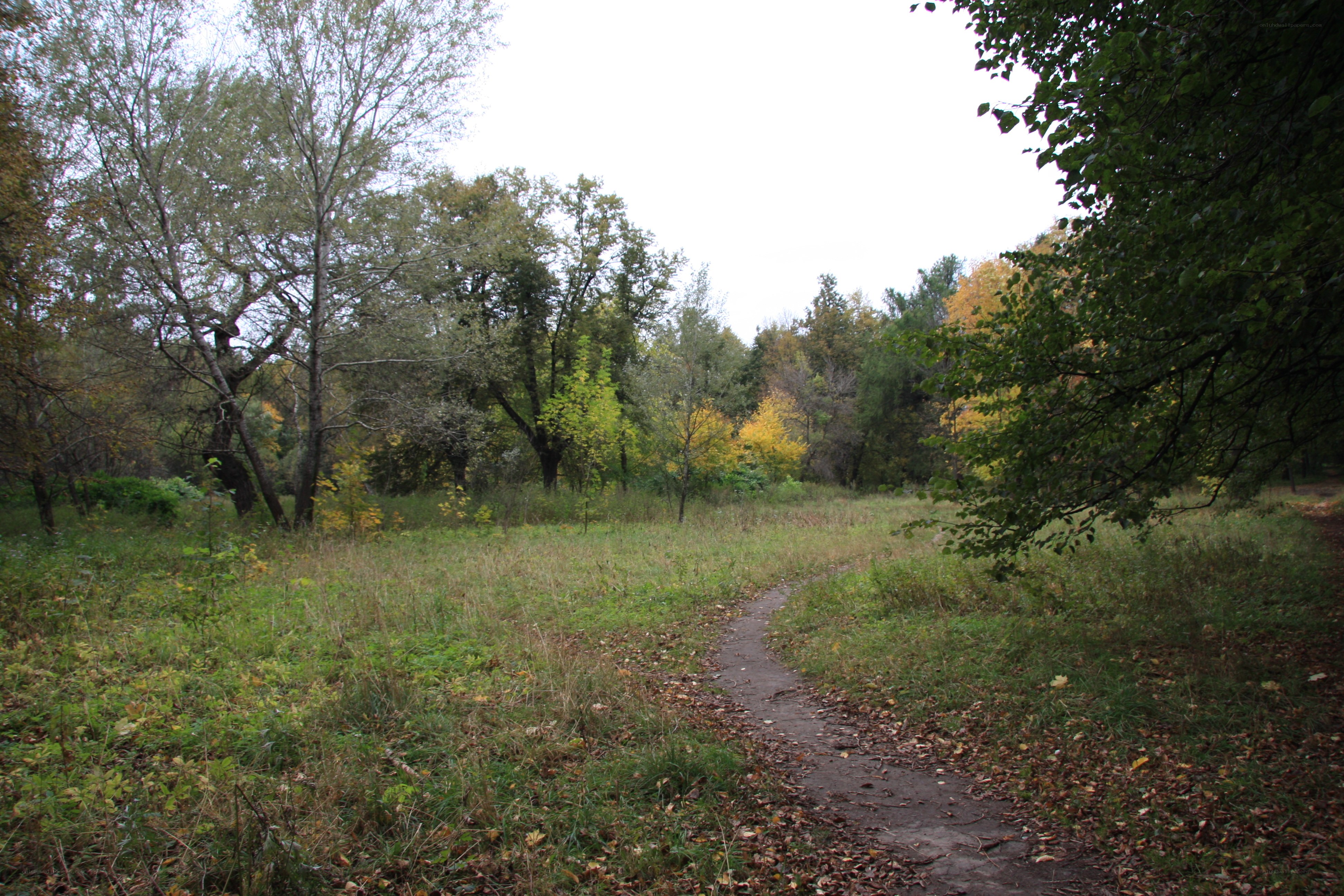 Forest path in autumn
