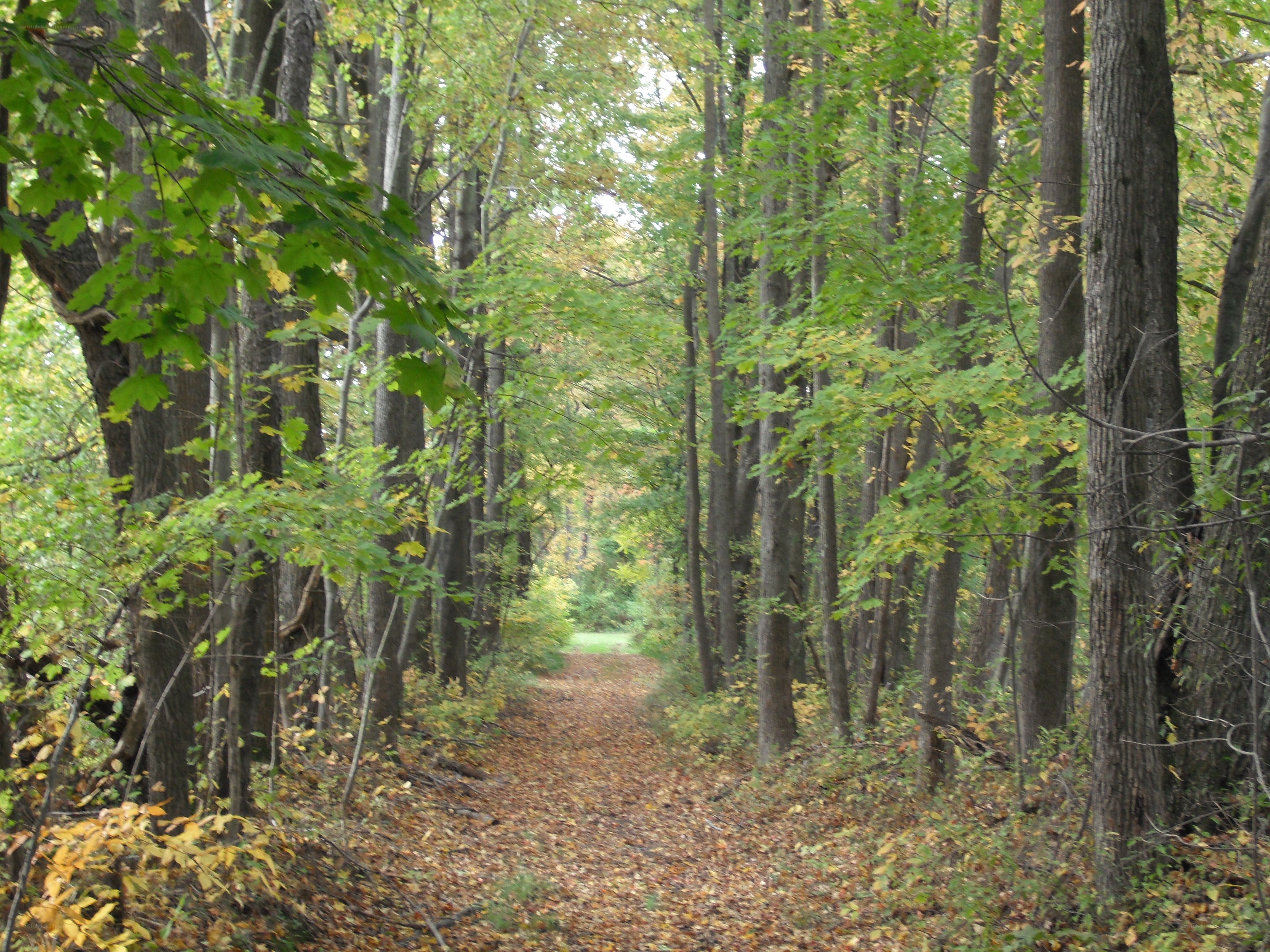 Forest path in autumn