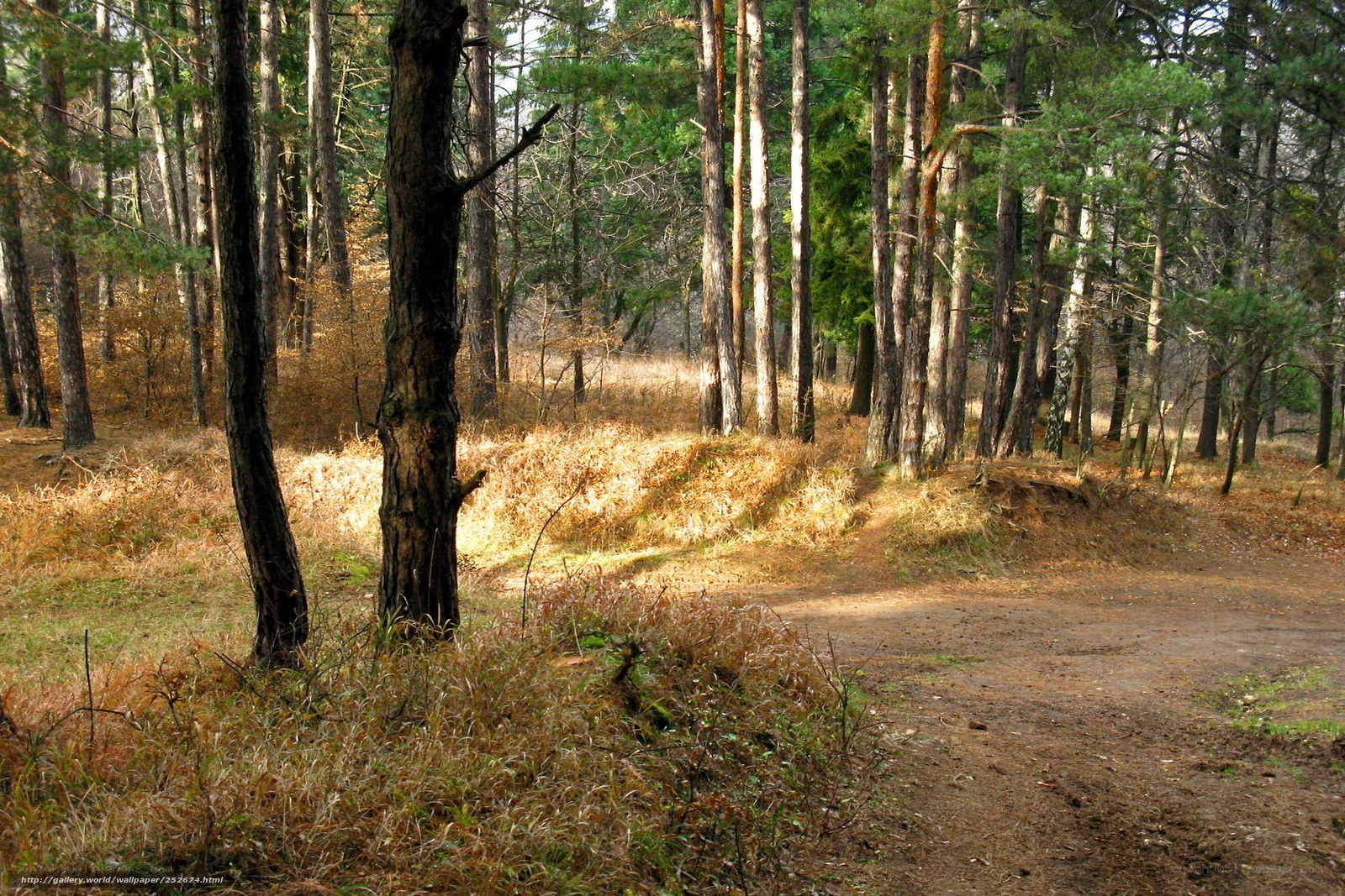 Forest path in autumn