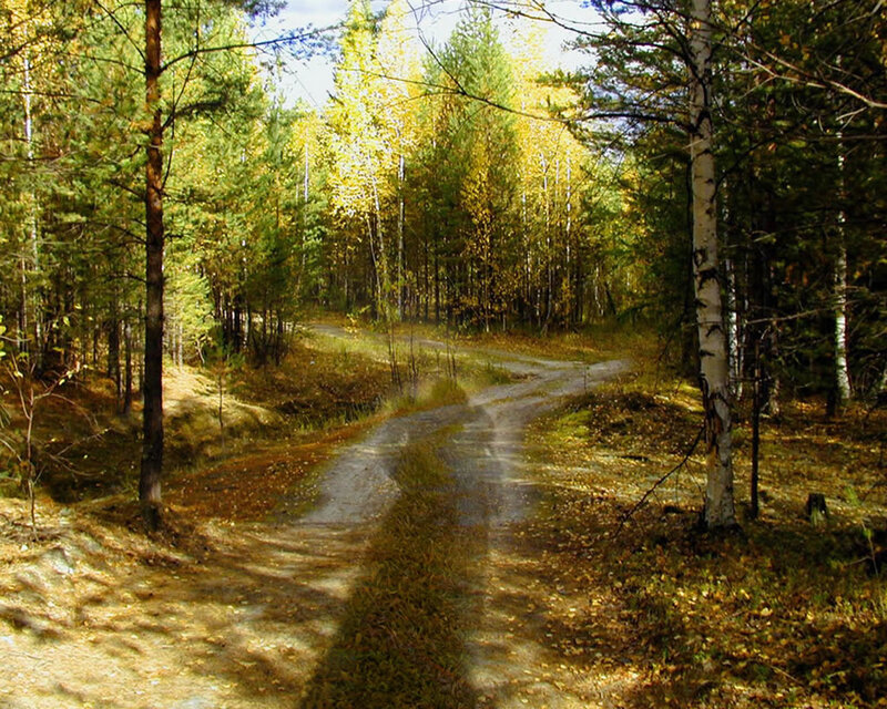 Forest path in autumn