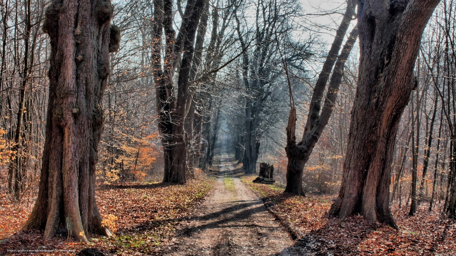 Forest path in autumn