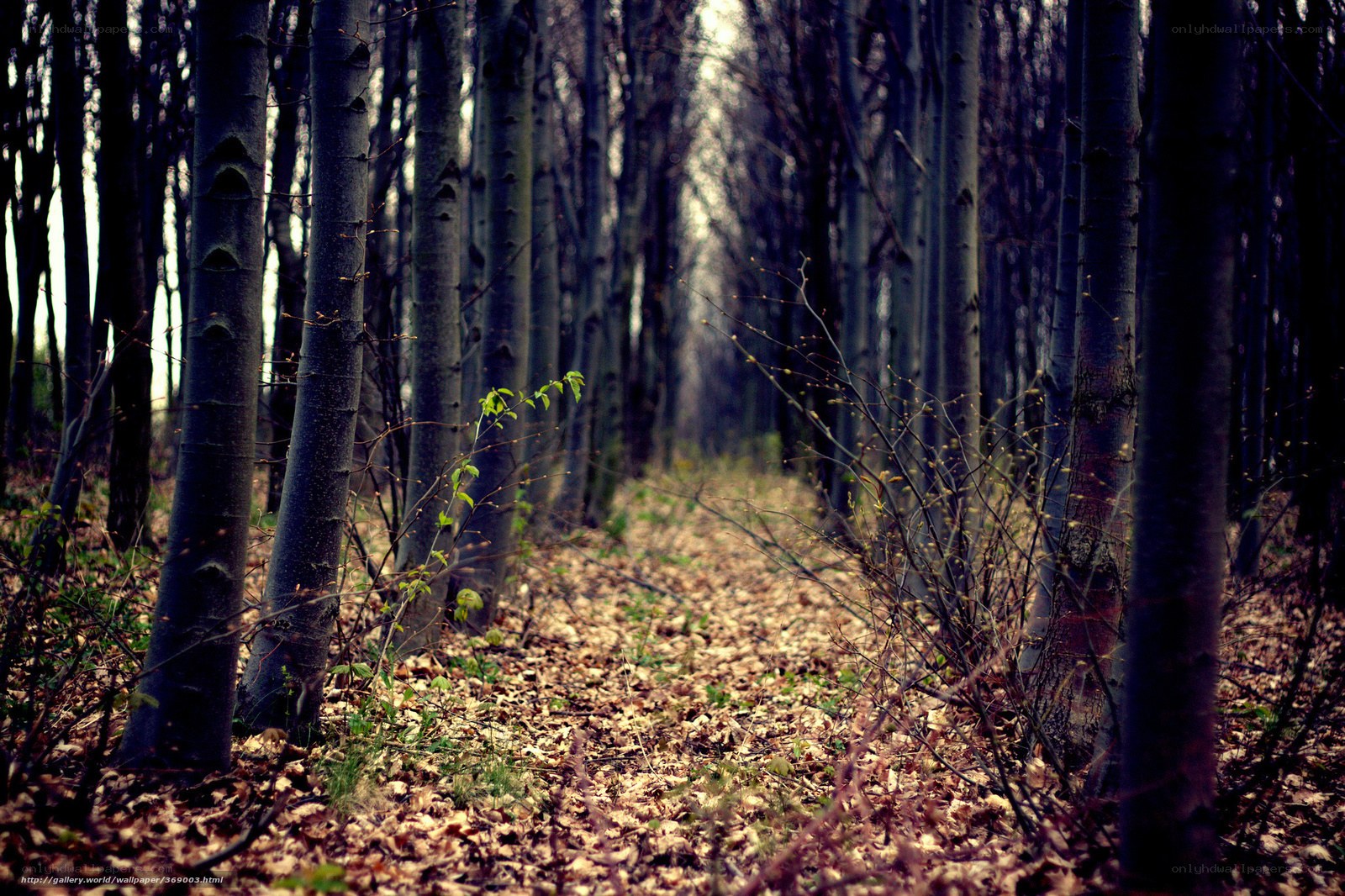 Forest path in autumn