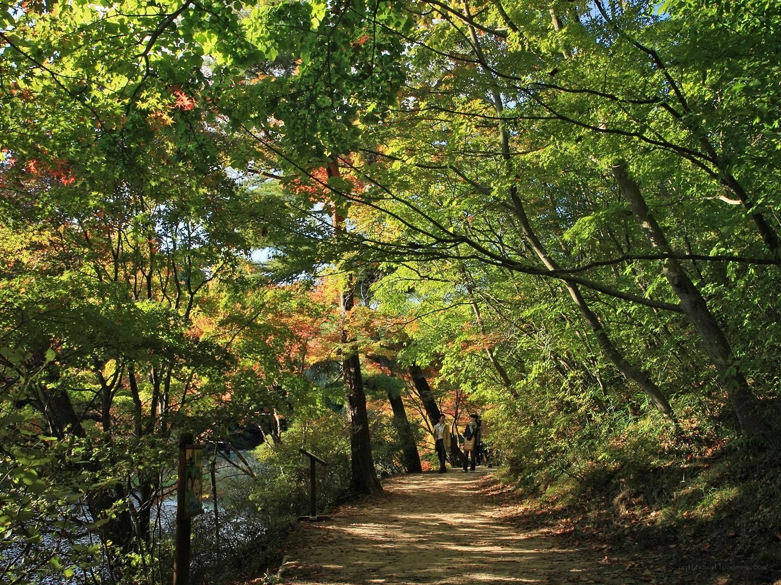 Forest path in autumn