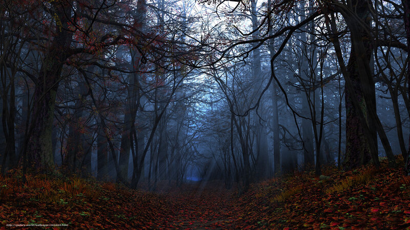 Forest Path in Autumn — Blue, Mysterious