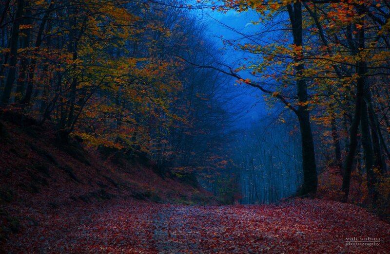 Forest Path in Autumn — Blue, Serene