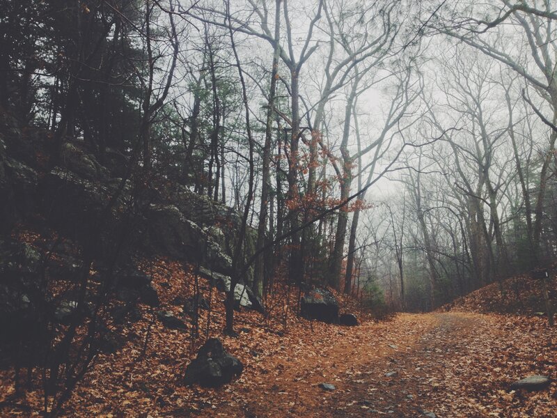 Forest Path in Autumn — Brown, Dreary