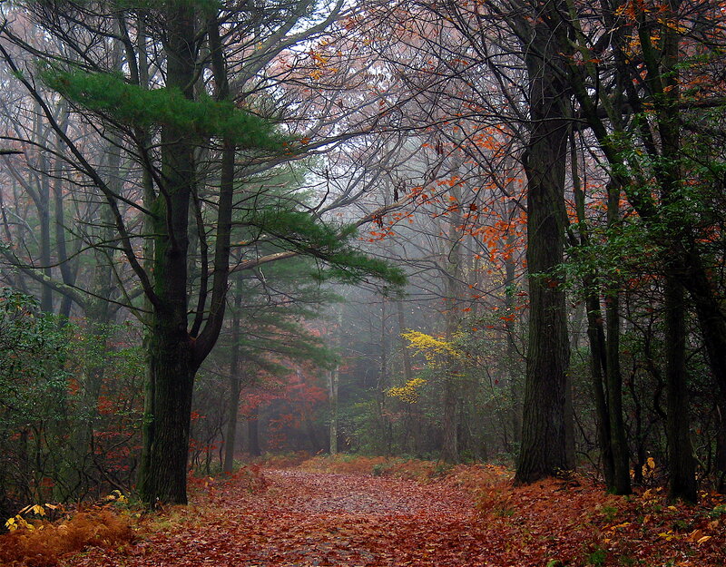 Forest Path in Autumn — Brown, Misty, Photograph
