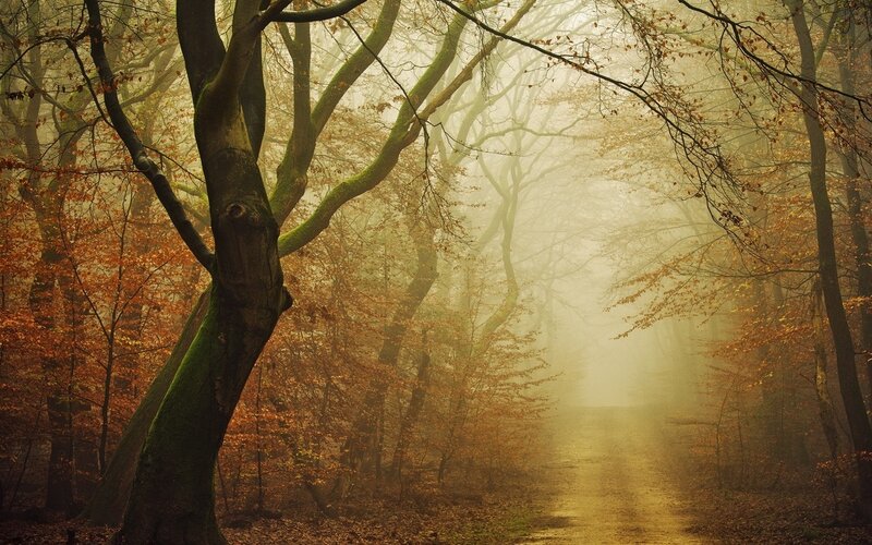 Forest Path in Autumn — Brown, Misty, Photograph, Trees