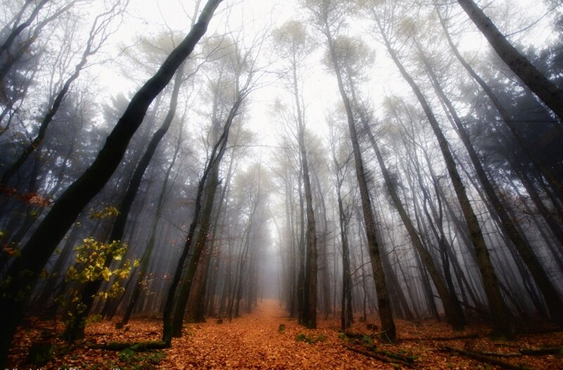 Forest Path in Autumn — Brown, Misty