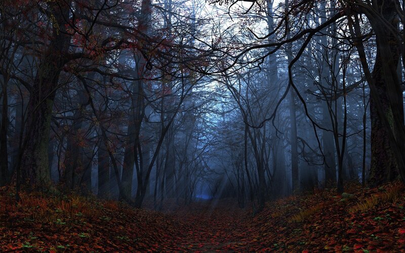 Forest Path in Autumn — Brown, Mysterious