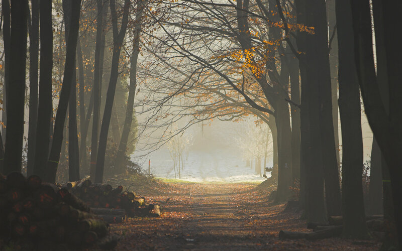 Forest Path in Autumn — Brown, Serene, Photograph