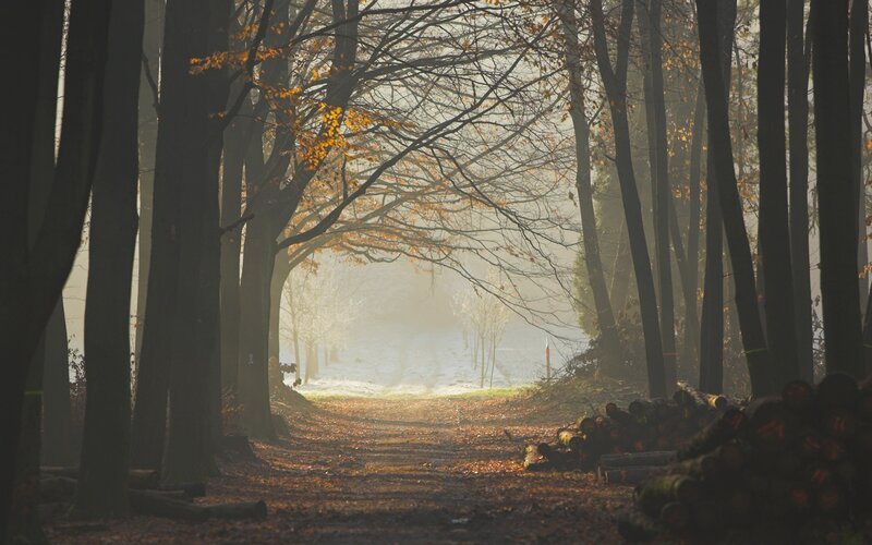 Forest Path in Autumn — Brown, Serene, Photograph, Trees, Fallen Leaves, Logs, Fog