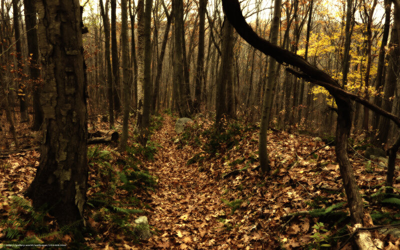Forest Path in Autumn — Brown, Serene, Photograph, Trees, Leaves, Fern