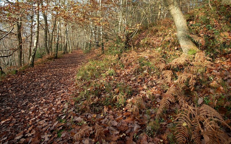 Forest Path in Autumn — Brown, Serene, Photograph, Trees, Leaves, Ferns