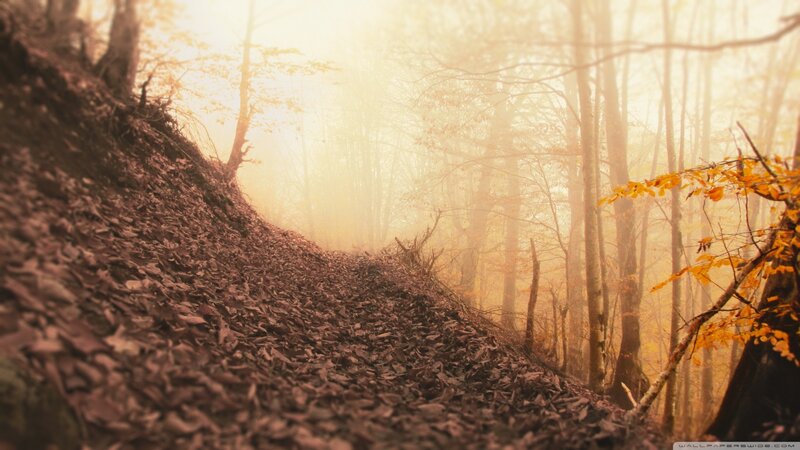 Forest Path in Autumn — Brown, Serene, Photograph, Trees, Leaves, Fog