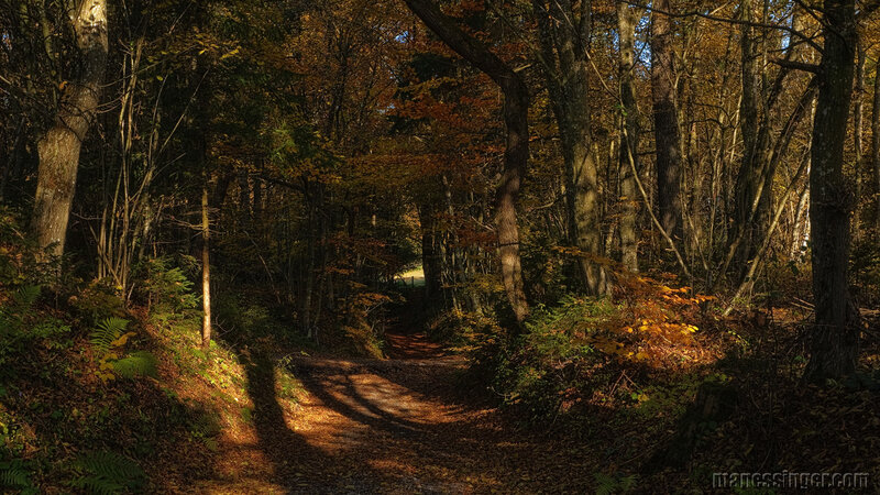 Forest Path in Autumn — Brown, Serene, Photograph, Trees, Leaves, Sunlight, Green