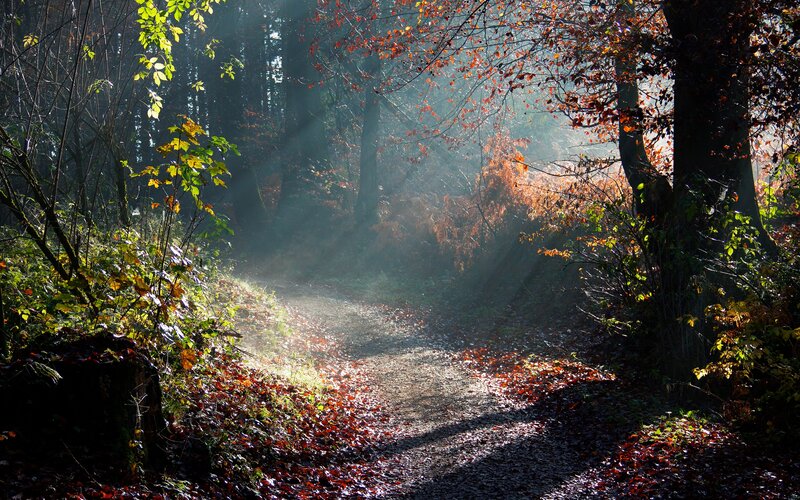 Forest Path in Autumn — Brown, Serene, Photograph, Trees, Leaves