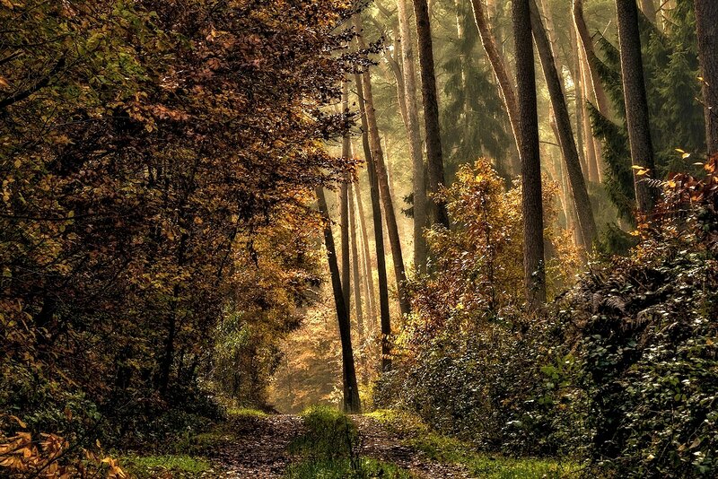 Forest Path in Autumn — Brown, Serene, Photograph, Trees, Sunlight