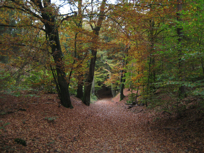 Forest Path in Autumn — Brown, Serene, Photograph, Trees