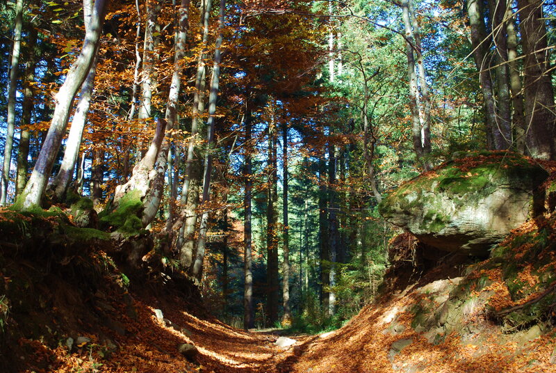 Forest Path in Autumn — Brown