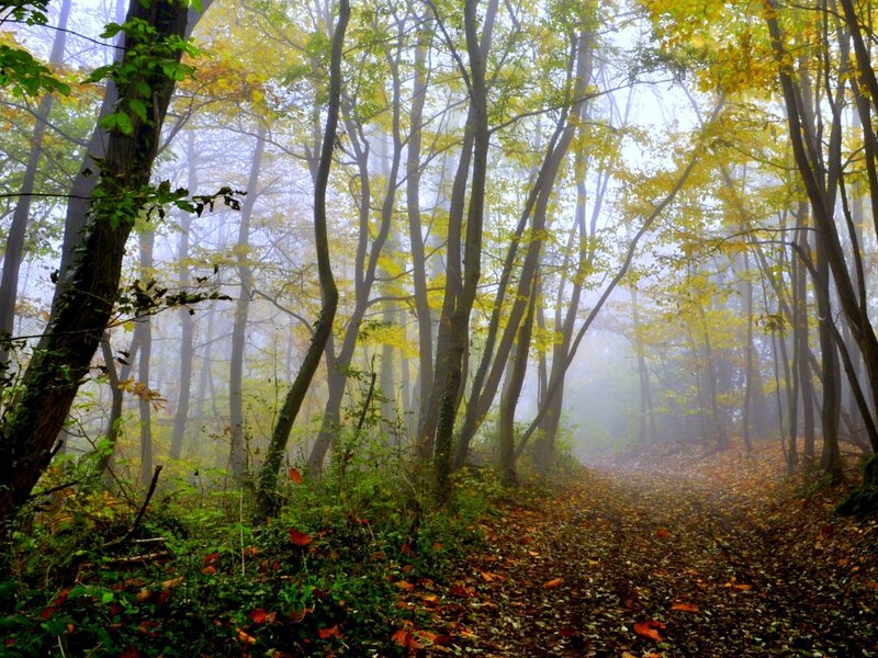 Forest Path in Autumn — Green, Misty, Photograph