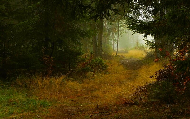 Forest Path in Autumn — Green, Misty
