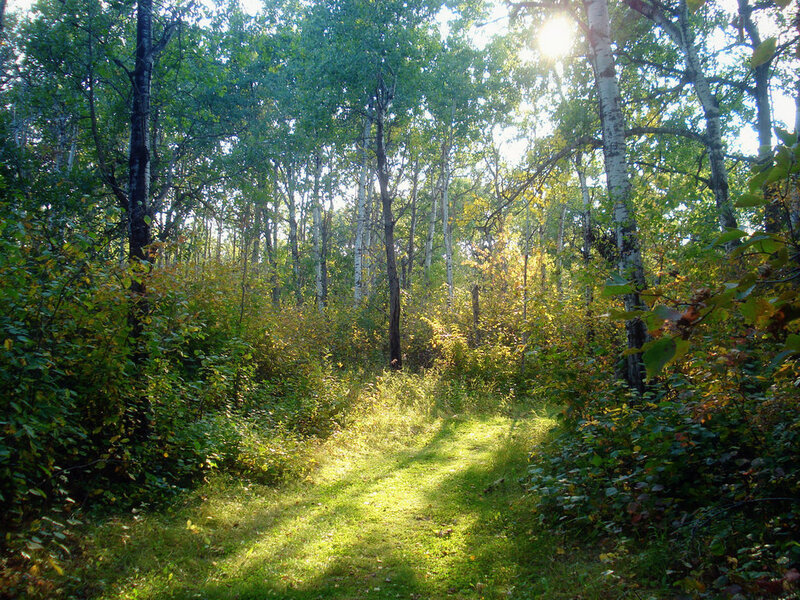 Forest Path in Autumn — Green, Serene, Afternoon