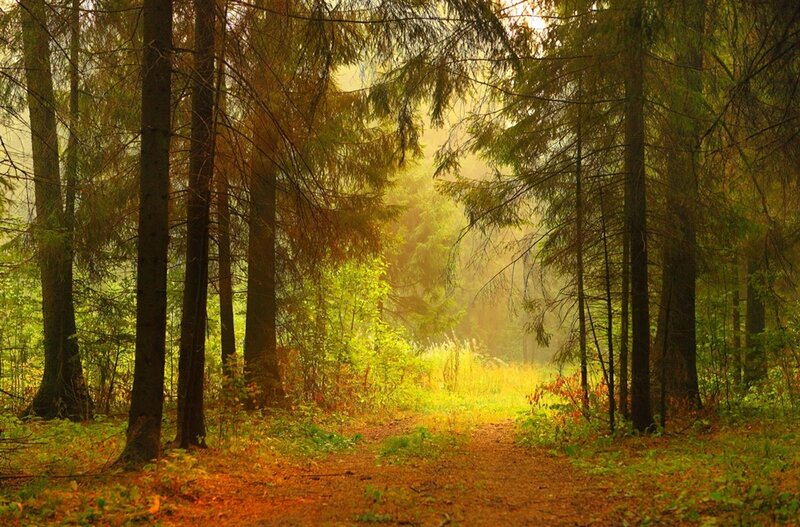 Forest Path in Autumn — Green, Serene, Morning