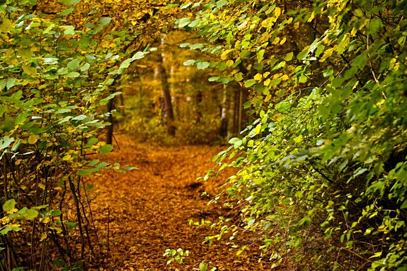 Forest Path in Autumn — Green, Serene, Photograph, Leaves