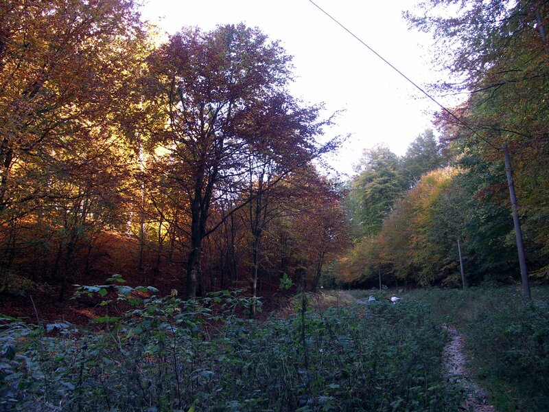 Forest Path in Autumn — Green, Serene, Photograph