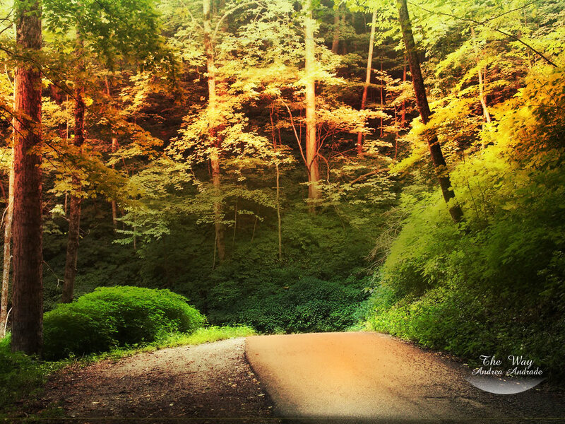 Forest Path in Autumn — Green, Serene, Photograph, Trees, Bushes, Yellow