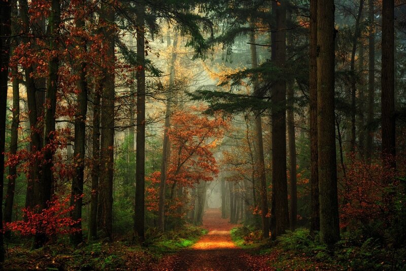 Forest Path in Autumn — Green, Serene, Photograph, Trees, Fog, Fallen Leaves