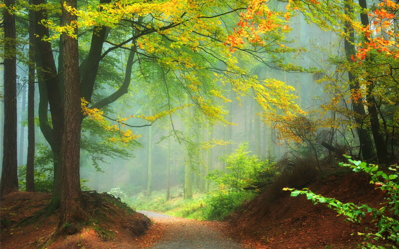 Forest Path in Autumn — Green, Serene, Photograph, Trees, Fog, Leaves