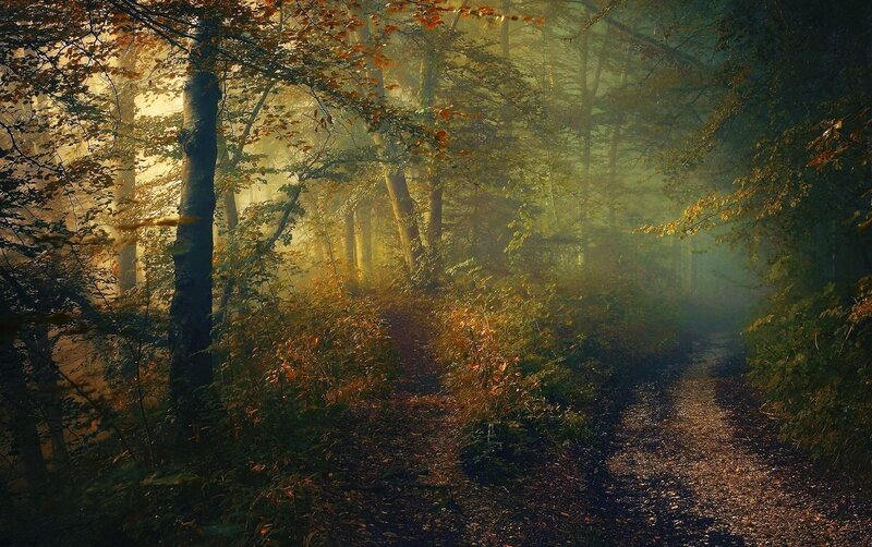 Forest Path in Autumn — Green, Serene, Photograph, Trees, Fog, Sunlight