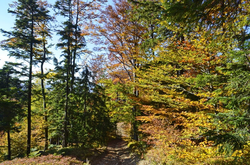 Forest Path in Autumn — Green, Serene, Photograph, Trees, Foliage