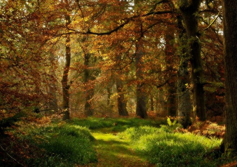 Forest Path in Autumn — Green, Serene, Photograph, Trees, Grass