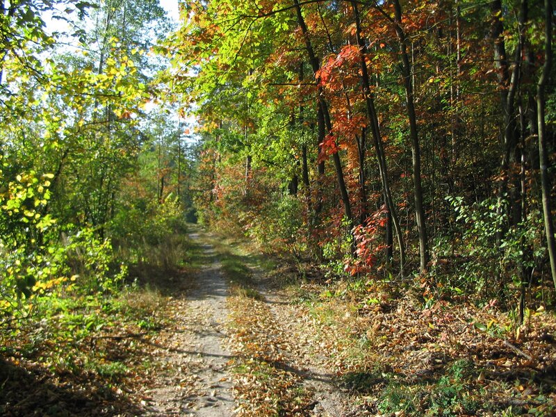 Forest Path in Autumn — Green, Serene, Photograph, Trees, Leaves, Sunlight, Orange