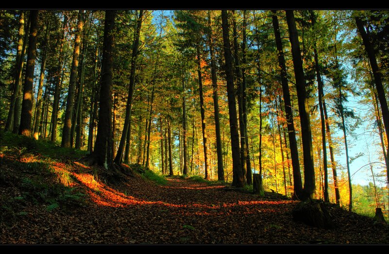 Forest Path in Autumn — Green, Serene, Photograph, Trees, Leaves, Sunlight, Yellow