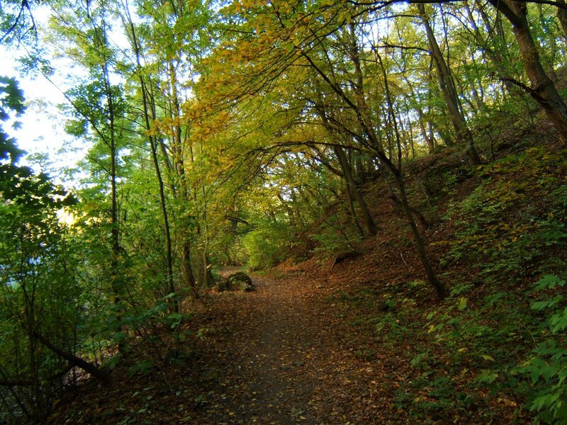 Forest Path in Autumn — Green, Serene, Photograph, Trees, Leaves, Trail, Yellow